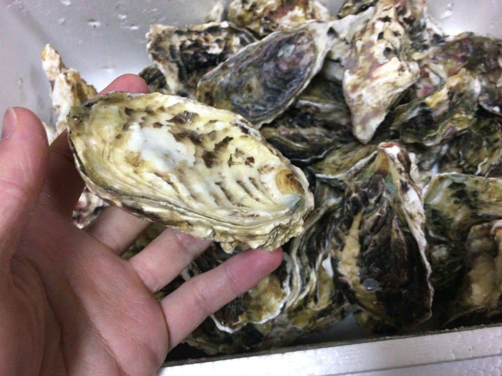 九十九島の牡蠣　2019　3